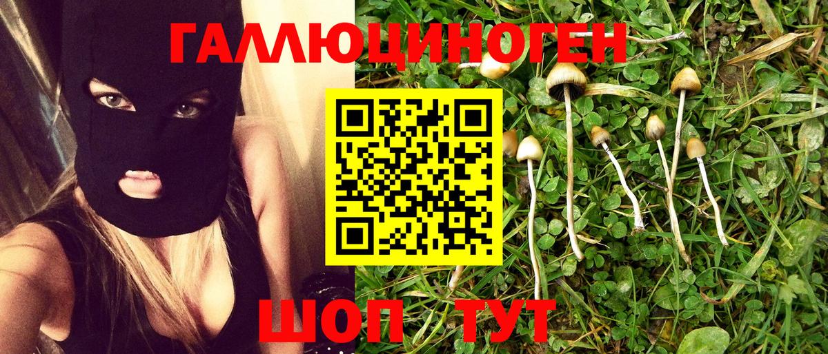 Галлюциногенные грибы Psilocybe Гудермес